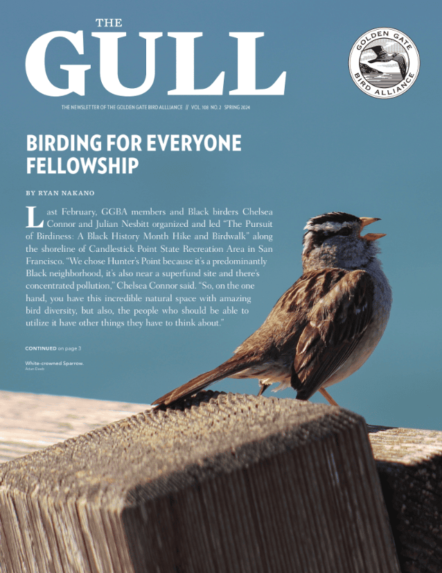 Spring 2024 Gull is now online